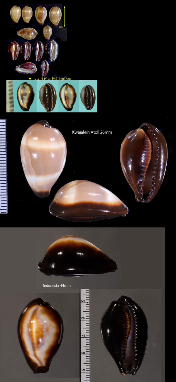 クチグロキヌタ Erronea onyx small