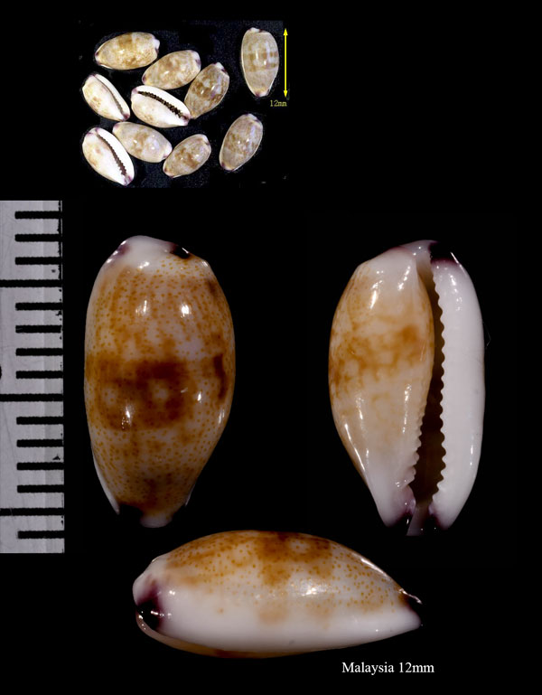 ツマムラサキメダカラ Purpuradusta fimbriata fimbriata small