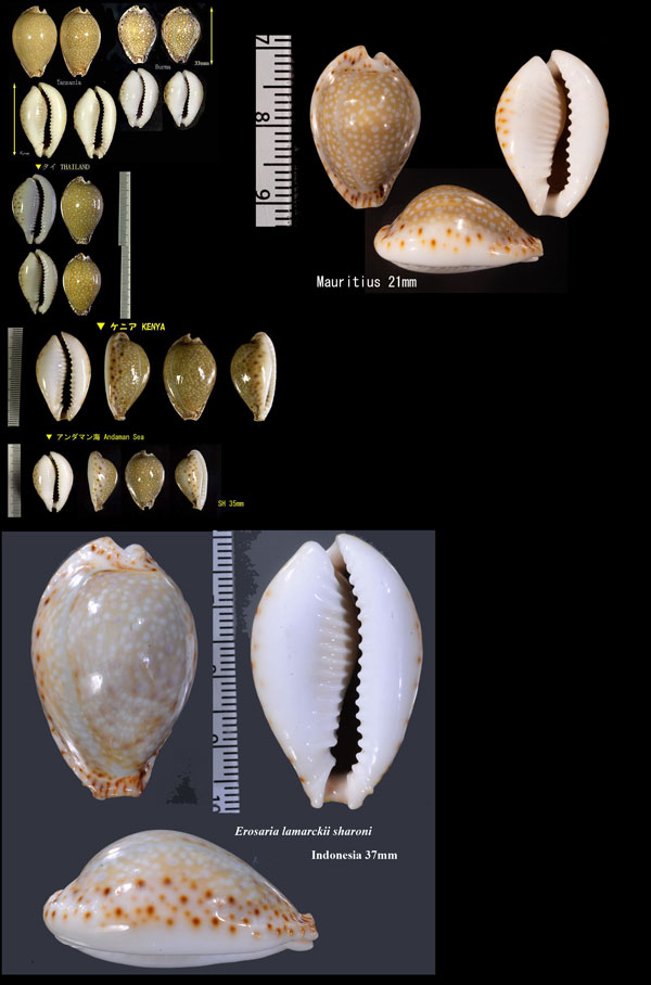 ラマルクダカラ Erosaria lamarckii small