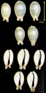 ハナビラダカラ 奇形 Erosaria annulus small