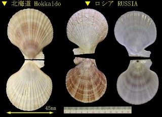 カミオニシキ Chlamys islandica erythrocomata small
