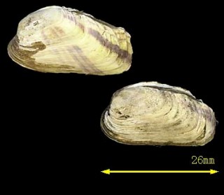 ウネナシトマヤ Trapezium liratum small