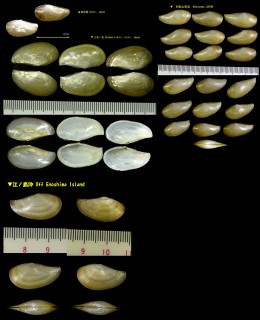 クモリソデ Yoldia glauca small