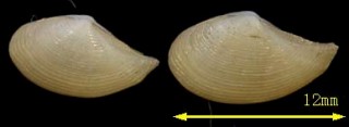 エレナソデ Nuculana elenensis small