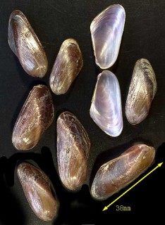 ヌバタママクラ Modiolus arata small