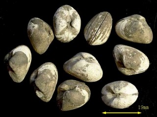 ヨコヤマミミエ 横山耳江貝 Arcopsis interplicata small