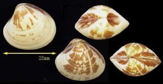 チチュウカイイナズマハマグリ Pitar rudis small