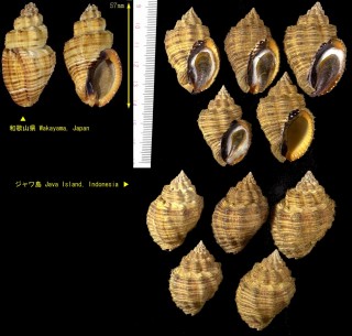 カネツケボラ Cantharus melanostomus small