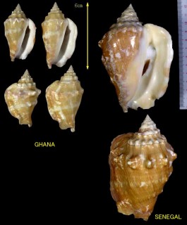 アンゴラソデ Strombus latus small