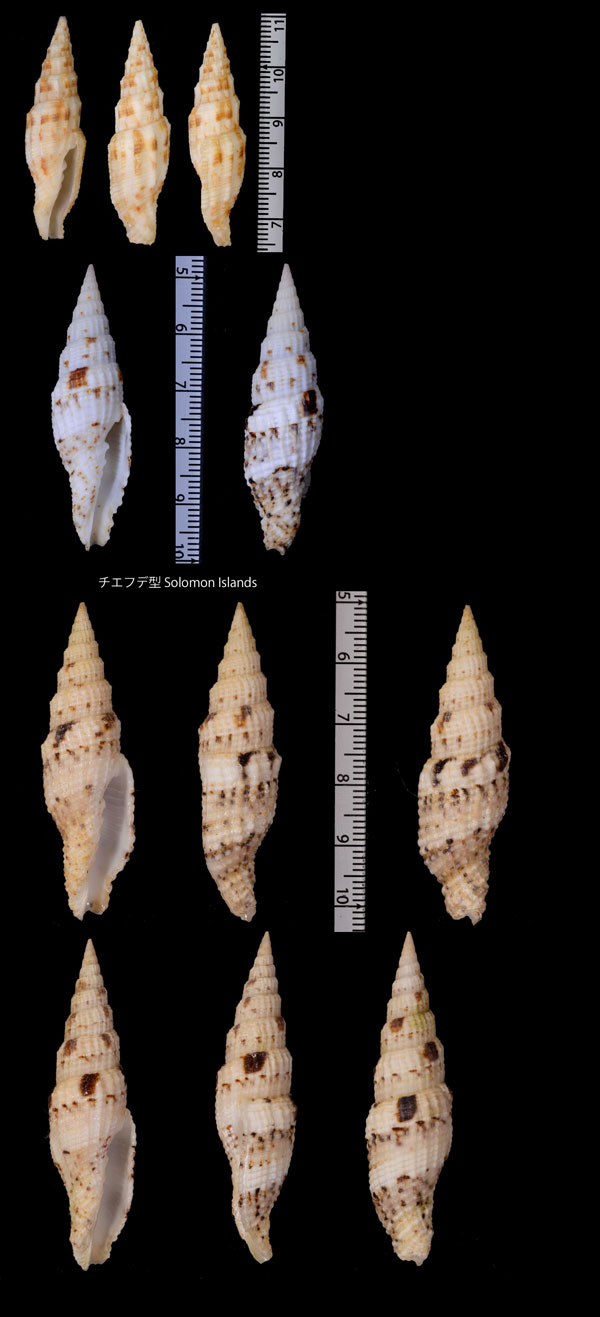 ユウレイツクシ Vexillum mirabile small