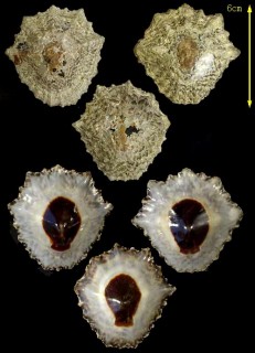 ダチョウウノアシ Patella granatina small