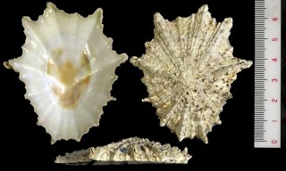 トゲトゲカサガイ Patella barbara small
