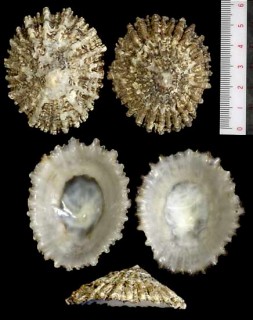 サビイロカサガイ Patella ferruginea small