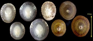 ギンイロカサガイ Cellana talcosa small