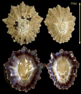 メガネカサガイ Patella oculus small