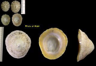 セイヨウカサガイ Patella vulgata small
