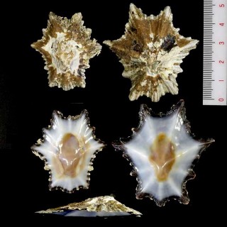 トガリウノアシ Patella longicosta small