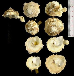 セネガルクマサカ Xenophora crispa senegalensis small