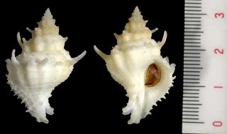 カブトカセン Babelomurex armatus small