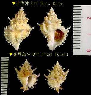 ユミカセン Babelomurex yumimarumai small