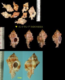 マルケサスガンゼキ Chicomurex venustulus small