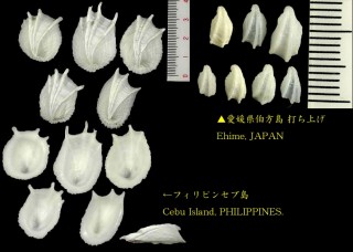 イソチドリ Amathina tricarinata small