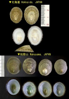 コウダカアオガイ Notoacmea concinna small