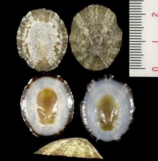 リュウキュウアオガイ Patelloida striata small