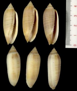 テラマチイモフデ 寺町芋筆貝 Pterygia sinensis small