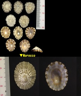 イナカカサガイ Patella rustica small