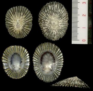 クロスジカサガイ Cellana exarata small