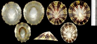 オオベッコウガサ Cellana testudinaria small