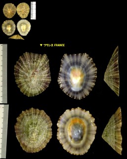 アケボノガサ Patella intermedia small