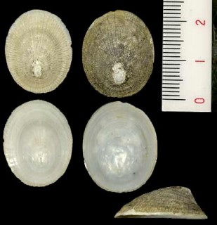 スゲガサ 菅笠 Lepeta lima small