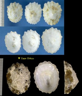 ユキノカサ Acmaea pallida small