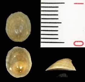 カラマツガイの一種 Williamia gussoni small