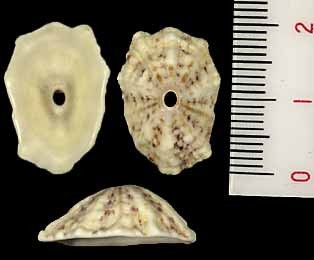 バルバドスクズヤ Fissurella barbadensis small