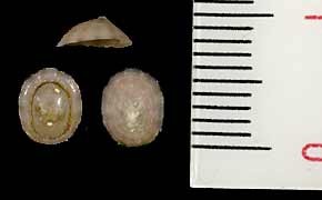 オトメシロガイ Acmaea virginea small