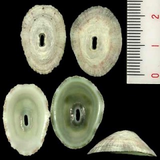 ミドリスカシ Fissurella virescens small