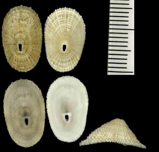 カリブテンガイ Diodora dysoni small
