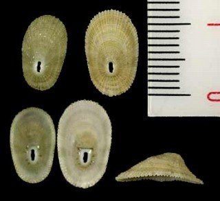 セイテンガイ Diodora sayi small