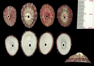 ペルースカシ Fissurella peruviana small