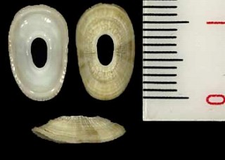 オオアナテンガイ Megatebennus bimaculatus small