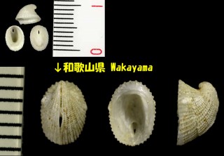 ヤブレガサ Cranopsis pelex small