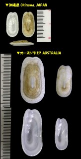 リュウキュウオトメガサ Scutus unguis small