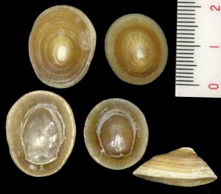 コビトボウシガイの一型 Patina pellucida laevis small