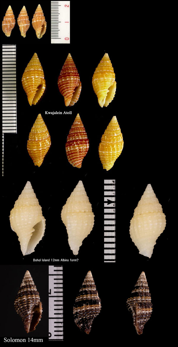 サフランオトメフデ 泊夫藍乙女筆 Vexillum crocatum small