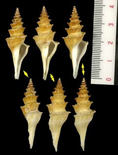 テンジククダマキの一種 Cochlespira travancorica small