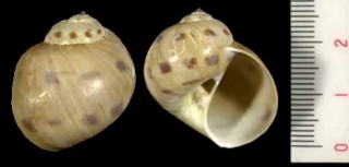トサダマ Tanea tosaensis small