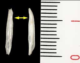 ハブキヌヅツミ Phenacovolva shingoi small